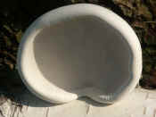 ear fungus resting big shadow.jpg (104107 bytes)