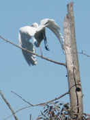 egret flying cropped.jpg (112783 bytes)