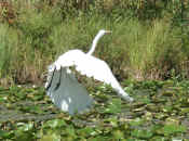 egret flying wings down.jpg (108667 bytes)