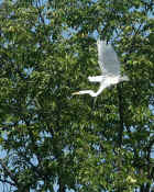 egret flying wings up cropped.jpg (130581 bytes)