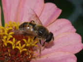 flower fly 8-5-04 zinnia centered facing right.jpg (107967 bytes)
