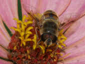 flower fly 8-5-04 zinnia facing forward 2 cropped.jpg (121082 bytes)