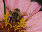 flower fly 8-5-04 zinnia facing forward.jpg (114298 bytes)