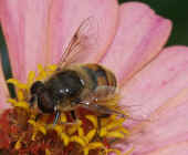 flower fly 8-5-04 zinnia on left facing left closeup.jpg (92479 bytes)