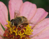 flower fly 8-5-04 zinnia on left facing left.jpg (111252 bytes)