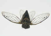 flying cicada top view.jpg (117216 bytes)