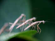 four mantises looks like slo mo.jpg (133489 bytes)