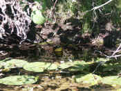 frog yellow throat side view.jpg (118229 bytes)