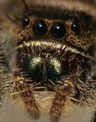 front view face irridescent fangs closeup cropped twice.jpg (116264 bytes)
