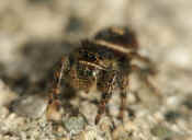 front view on cement 2 cropped.jpg (101785 bytes)