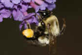 fuzzy bee 9-4-06.jpg (136857 bytes)