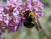 gold bumblebee through window.jpg (82013 bytes)