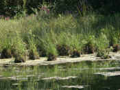 grasses 2.jpg (119608 bytes)