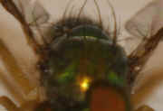 green fly 8-2-06 facing forward fan hairs in focus.jpg (122458 bytes)