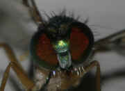 green fly 8-2-06 facing forward head in focus darker.jpg (122054 bytes)