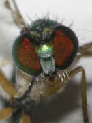 green fly 8-2-06 facing forward head in focus lighter.jpg (147400 bytes)