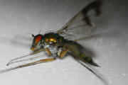 green fly 8-2-06 facing left body in focus.jpg (152327 bytes)