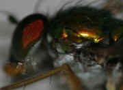 green fly 8-2-06 facing left eye in focus.jpg (152729 bytes)