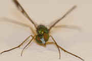 green fly 8-2-06 head closeup 5 greenish tinge.jpg (137519 bytes)