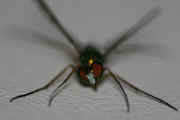 green fly 8-2-06 head closeup.jpg (148129 bytes)