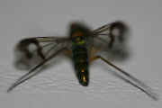 green fly 8-2-06 rear view 2.jpg (137303 bytes)
