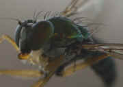 green fly 8-2-06 side view flash not working 2.jpg (138357 bytes)