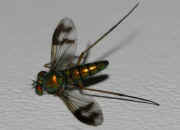 green fly 8-2-06 top view.jpg (118473 bytes)