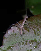 group wet leaf most in focus 2 cropped.jpg (117392 bytes)