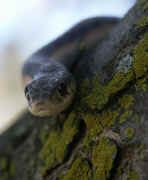 head closeup mossy bkg slightly oof cropped.jpg (130783 bytes)