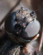 horsefly 8-23-06 eyes in focus.jpg (132255 bytes)