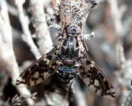 horsefly 8-23-06.jpg (145234 bytes)