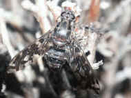 horsefly 8-23-06 wings in focus.jpg (120488 bytes)