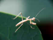 illuminated mantis head in focus.jpg (130790 bytes)