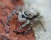 jumping spider 3 quarter view cropped.jpg (129746 bytes)