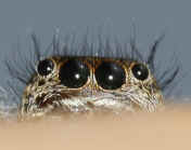 jumping spider 8-31-06 eyes.jpg (105822 bytes)