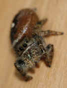 jumping spider 8-31-06 facing forward f11 head tilted.jpg (120460 bytes)