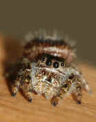 jumping spider 8-31-06 facing forward f11.jpg (133678 bytes)