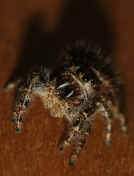 jumping spider 8-31-06 facing forward f16 copy.jpg (136024 bytes)
