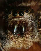 jumping spider 8-31-06 facing forward f16 cropped.jpg (147083 bytes)