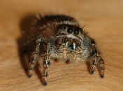jumping spider 8-31-06 facing forward nice chelicerae.jpg (111532 bytes)