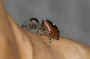 jumping spider 8-31-06 facing left.jpg (116672 bytes)