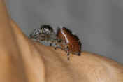 jumping spider 8-31-06 facing left.jpg (116672 bytes)