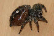jumping spider 8-31-06 facing right 3.jpg (134102 bytes)