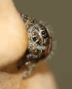 jumping spider 8-31-06 hiding behind protrusion.jpg (155420 bytes)