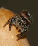 jumping spider 8-31-06 perched on top 3.jpg (128655 bytes)