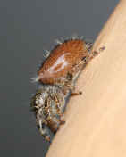jumping spider 8-31-06 side view heading downward 3.jpg (120074 bytes)