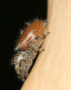 jumping spider 8-31-06 side view heading downward.jpg (129093 bytes)