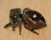 jumping spider 8-31-06 top and side view.jpg (134104 bytes)