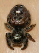 jumping spider 8-31-06 top view 2.jpg (135767 bytes)