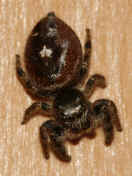 jumping spider 8-31-06 top view 3.jpg (174437 bytes)